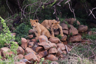 Illustration for article titled Photo Safari: Lions